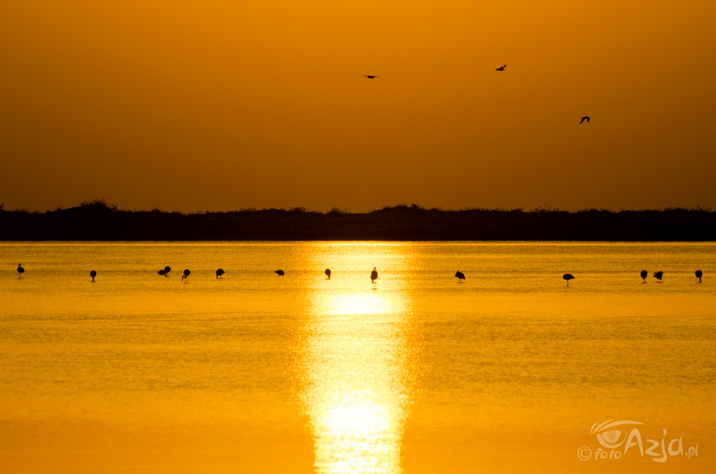 Flamingi o wschodzie słońca